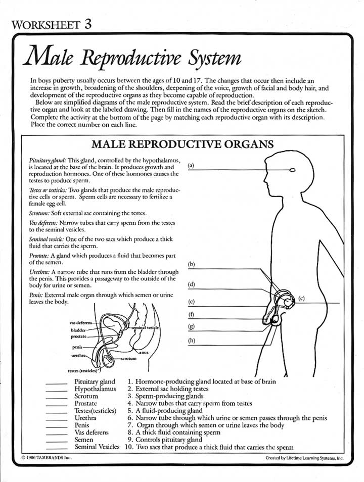 36 The Female Reproductive System Worksheet Support Worksheet 